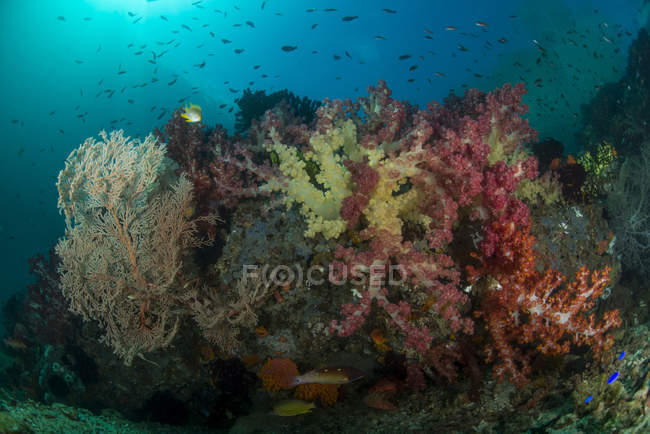 Reefscape with colorful corals and school of anthias fish, Raja Ampat, West Papua, Indonesia — Stock Photo