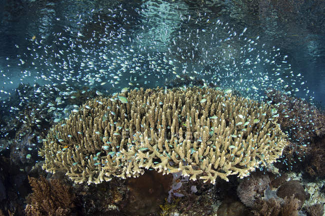 Damselfish school swimming over coral — Stock Photo
