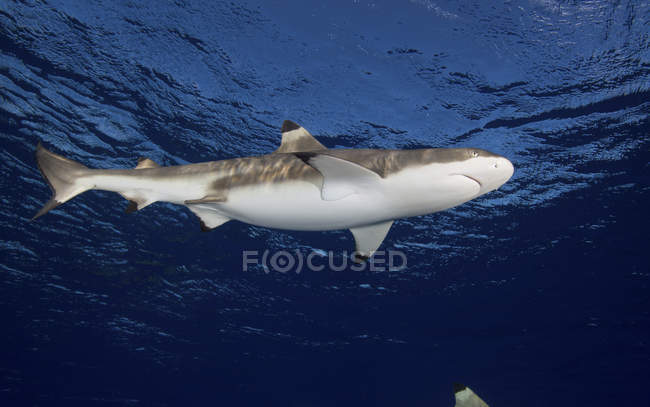 Чернопёрая рифовая акула плавает в голубой воде — стоковое фото