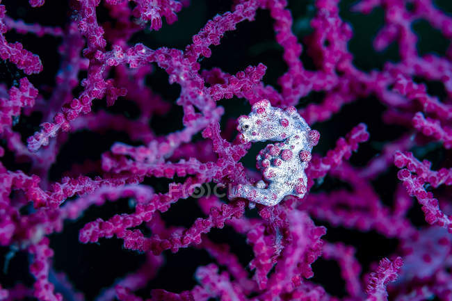 Hippocampe pygmée enceinte — Photo de stock
