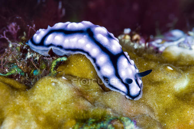 Fillidiella nudibranca suonata — Foto stock