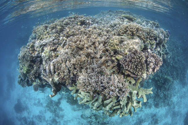 Arrecife de coral colorido creciendo en aguas poco profundas - foto de stock