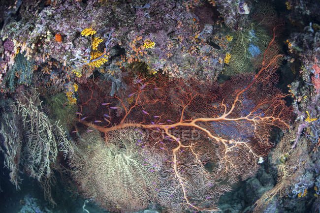Коралловый риф Соломоновых Островов — стоковое фото