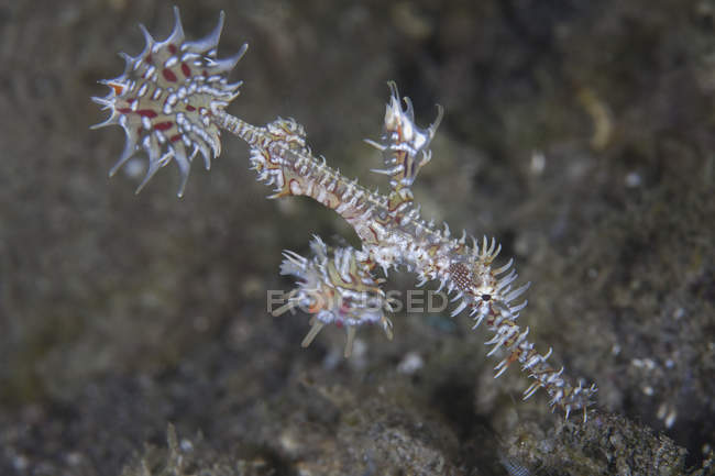 Ornamentado fantasma pipefish closeup tiro — Fotografia de Stock