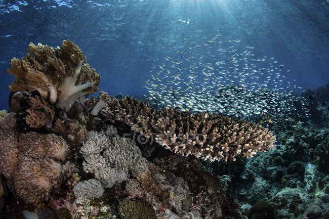 Colorful fish swimming above reef — Stock Photo