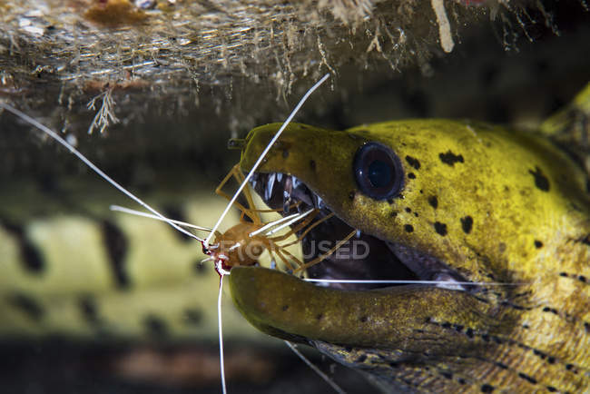 Креветки чистят рот желтого угря — стоковое фото