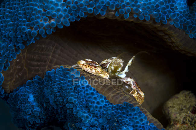 Плямистий порцеляновий краб на синьому анемоні — стокове фото