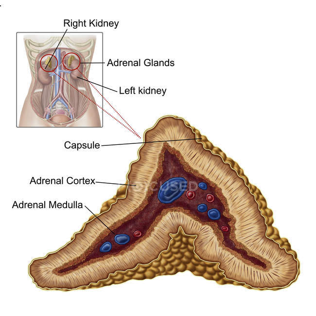 Anatomía de la glándula suprarrenal con etiquetas sobre fondo blanco - foto de stock