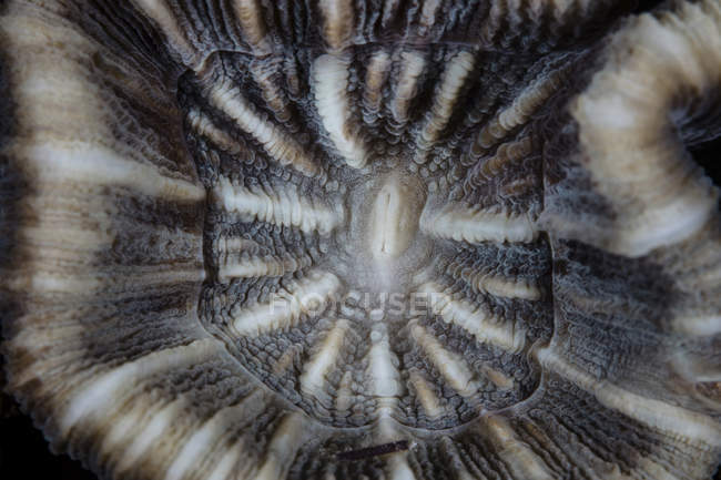 Коралловый полип крупным планом — стоковое фото