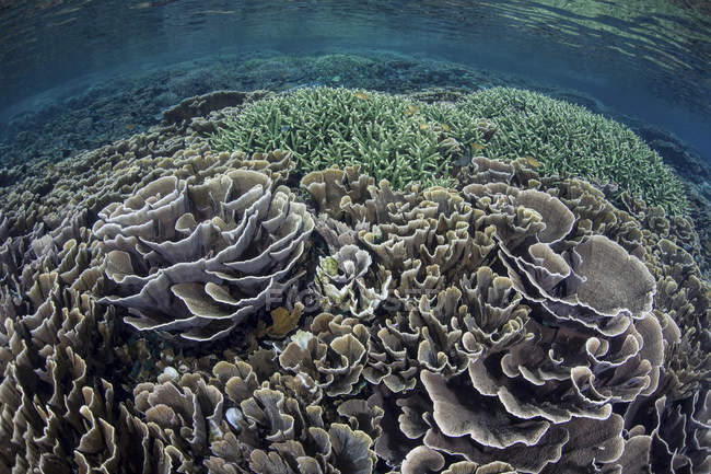 Zerbrechliche Korallen im flachen Wasser — Stockfoto