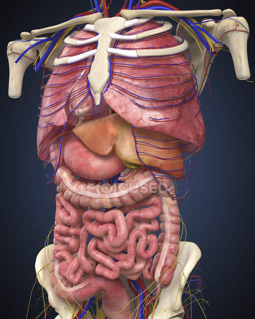Средний вид, показывающий внутренние органы человеческого тела — стоковое фото