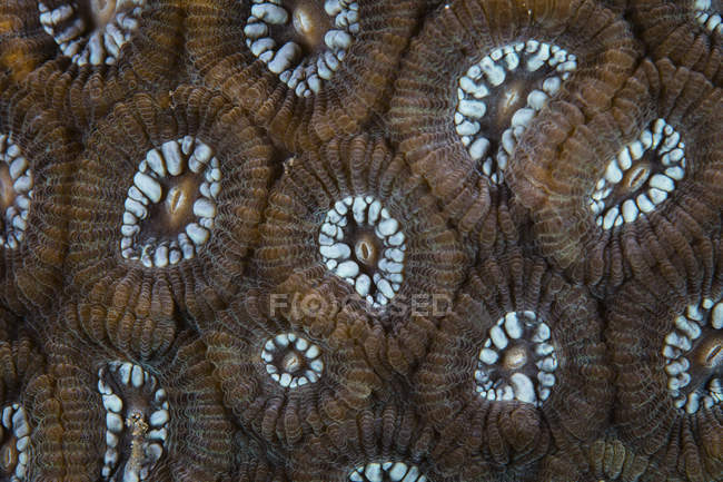Arrecife de construcción de coral tiro de primer plano - foto de stock