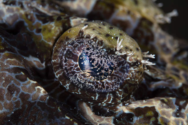 Глаз Crocodilefish крупным планом — стоковое фото