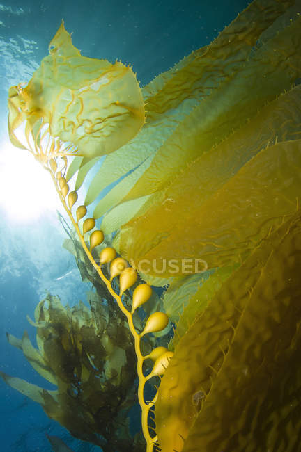 Gigante Kelp vicino all'isola Catalina — Foto stock