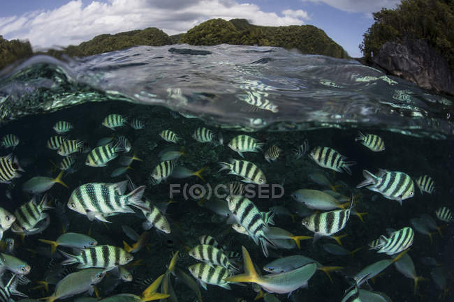 Escola de damselfish sob a superfície da água — Fotografia de Stock