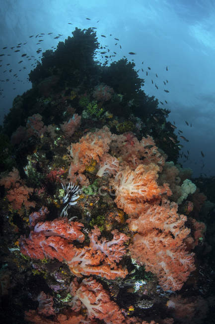 М'який корал колоній ростуть на риф — стокове фото
