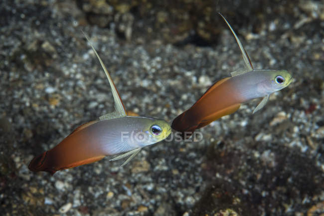 Fuoco dartfish coppia — Foto stock
