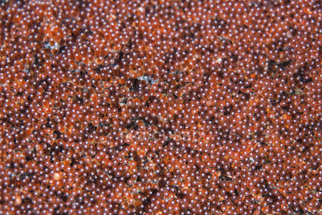 Uova di pesce emonefish su fondo marino — Foto stock