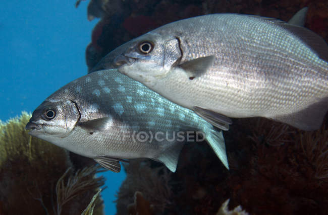 Bermuda sea chubs near coral reef — Stock Photo