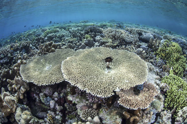 Diversa variedad de corales en Raja Ampat - foto de stock