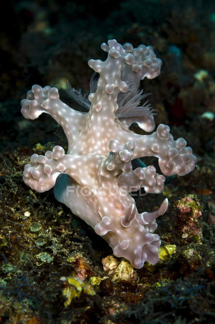 Allen ceratosoma nudibranch — Stock Photo