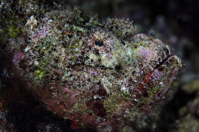 Devil scorpionfish closeup shot — Stock Photo