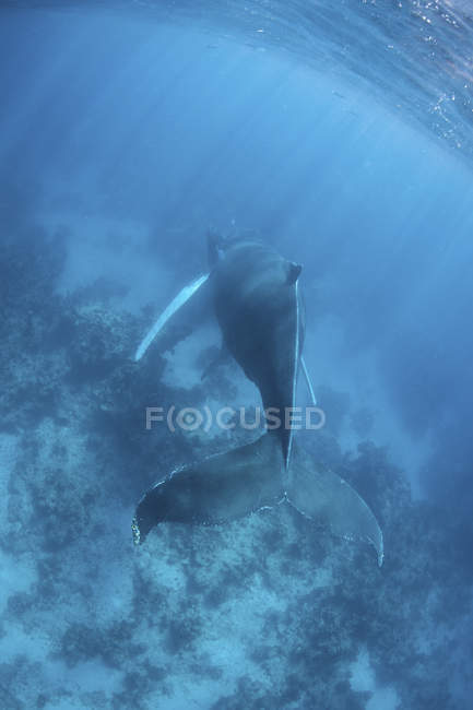 Gobba balena nuotare in acqua blu — Foto stock
