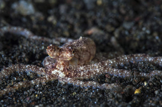 Осьминог на черном песчаном дне — стоковое фото