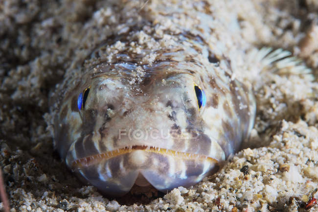 Lizardfish que coloca no fundo arenoso — Fotografia de Stock