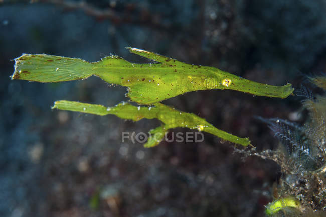 Pair of robust ghost pipefish — Stock Photo