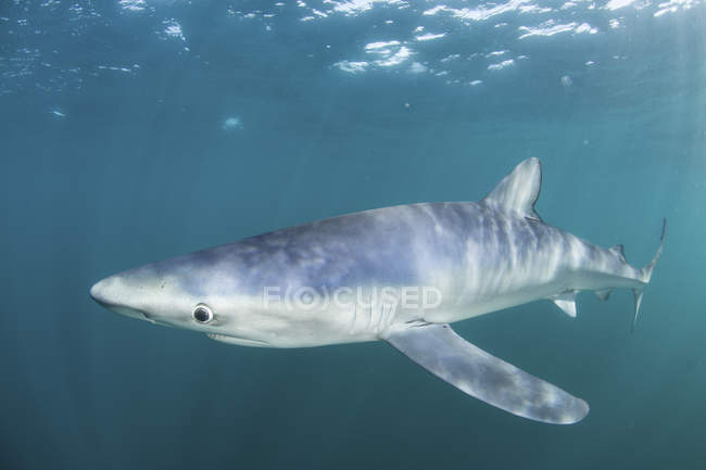 Blauhai schwimmt in der Nähe von Kabeljau — Stockfoto
