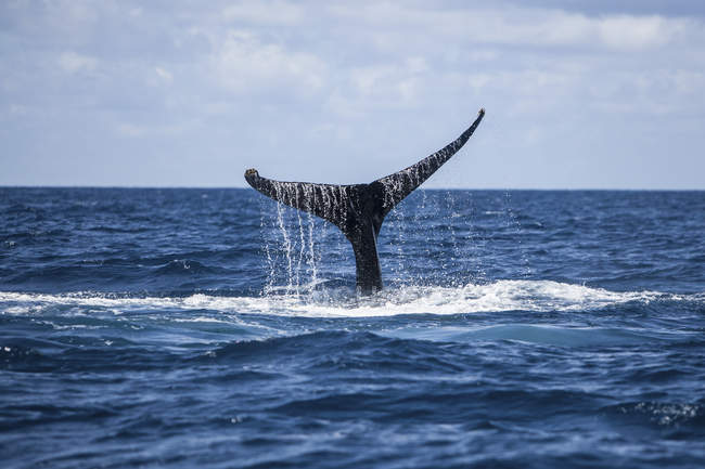 Humpback whale massive tail over water — Stock Photo
