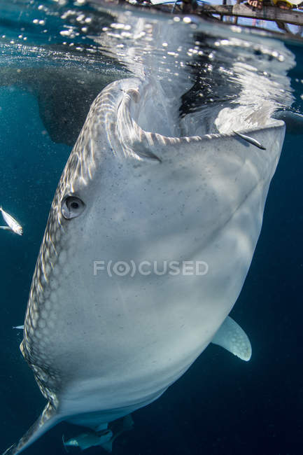 Tiburón ballena grande con la boca abierta - foto de stock