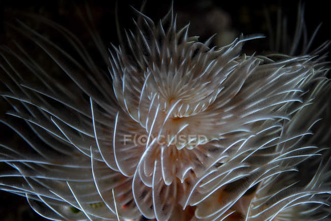 Feather duster worm closeup shot — Stock Photo