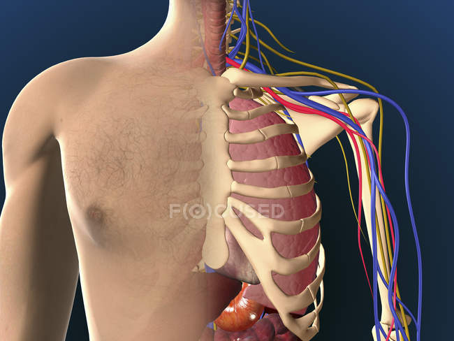 Cutaway Ansicht der männlichen Brust zeigt Lunge — Stockfoto