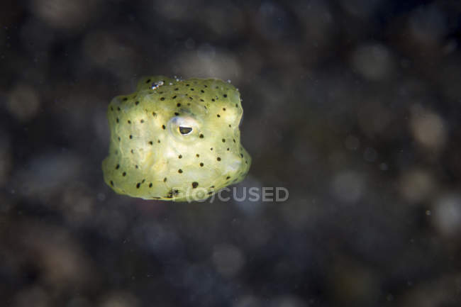 Juvenil amarelo boxfish closeup shot, Lembeh Strait, Indonésia — Fotografia de Stock