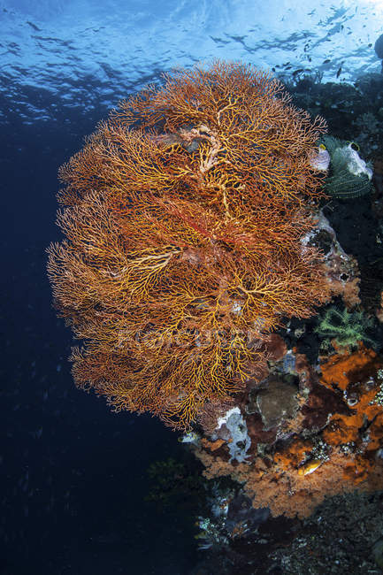 Colorful gorgonian on reef — Stock Photo