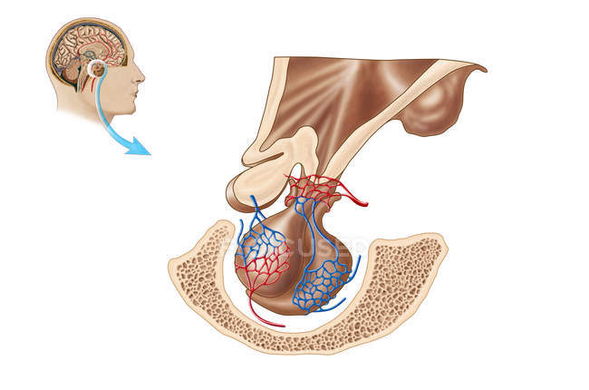 Medical illustration of pituitary gland anatomy — Stock Photo