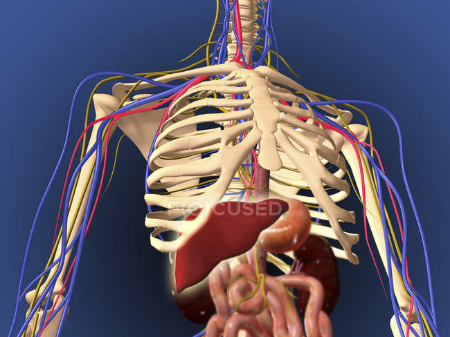 Squelette humain avec systèmes digestif et nerveux — Photo de stock