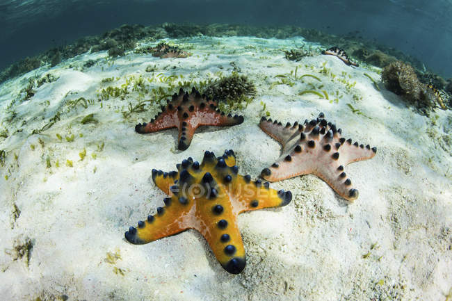 Colorate gocce di cioccolato stelle marine sul fondo del mare — Foto stock