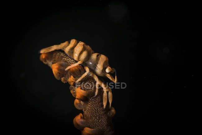 Peitsche Korallengarnelen kriechen auf Ast — Stockfoto