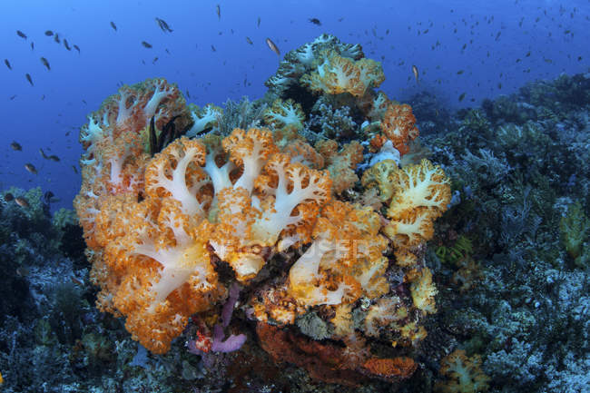 Colonias de coral blando creciendo en los arrecifes — Stock Photo