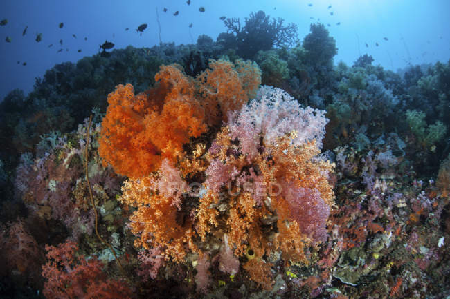 Coloridos corales en el arrecife cerca de Sulawesi - foto de stock