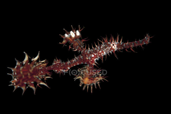 Ornata fantasma pipefish su nero — Foto stock