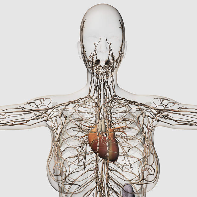 Медицинская иллюстрация женской лимфатической системы с сердцем — стоковое фото