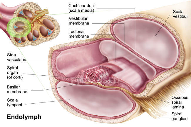 Ilustración médica de la endolinfa en el laberinto membranoso del oído interno - foto de stock