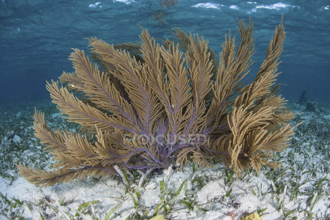 Farbenfrohe Gorgonien im flachen Wasser — Stockfoto