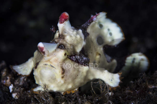 Рыба-лягушка на рифе — стоковое фото