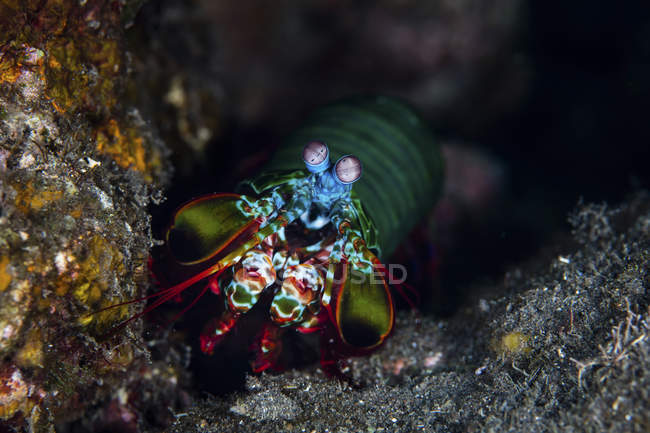 Pavone mantide gamberetti strisciando sulla barriera corallina — Foto stock