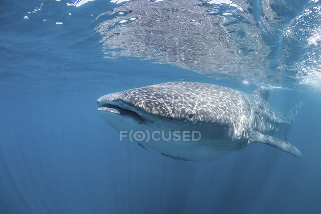 Tiburón ballena nadando cerca de la superficie - foto de stock